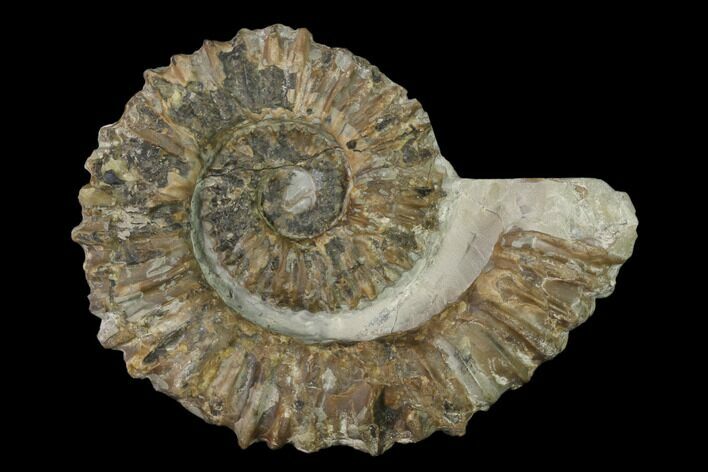 Aegocrioceras Ammonite - Germany #139339